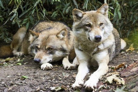 stop killing wolves in washington